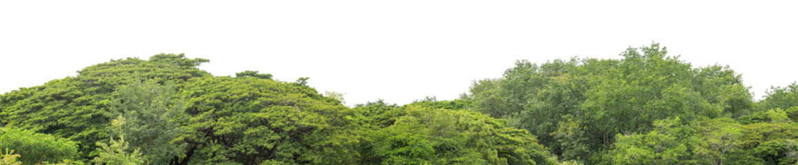 Fototapeta premium Green trees isolated are forest on transparent background.Forest and foliage in summer with cut path and alpha channel, high resolution.