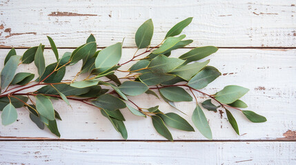 Fresh eucalyptus leaves on a rustic wooden surface for natural decor and aroma