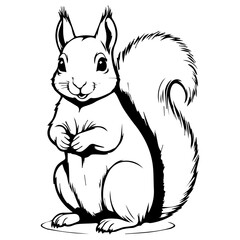 squirrel animal icon vectors illustration symbol design