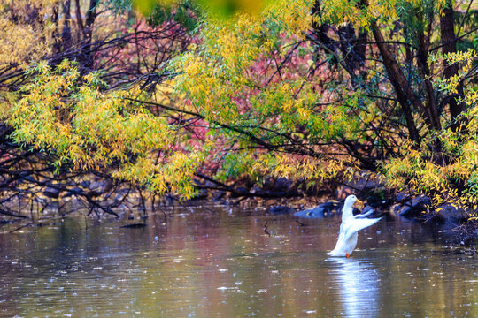 A white duck is swimming in a pond with leaves falling from the trees