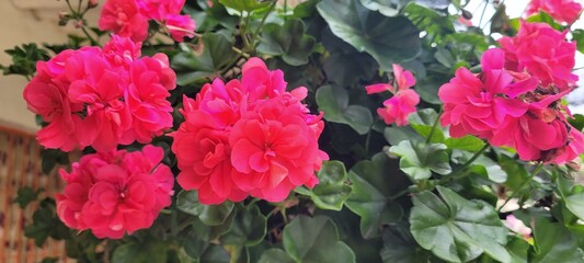 Naturaleza en fucsia y verde