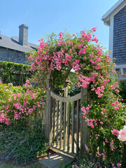 A rustic wooden gate framed by a vibrant arch of pink climbing roses, set against a sunny sky with...