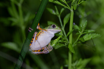 amphibians