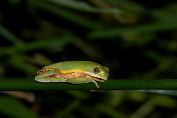 amphibians