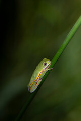 amphibians