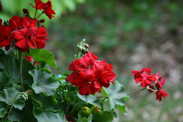 ©2022 Catherine Howe - Red flowers.