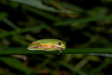 amphibians