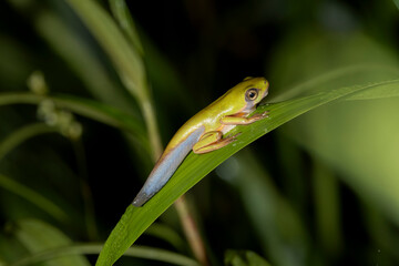 amphibians