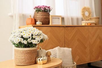 Chest of drawers with decor and chrysanthemum flowers in interior of living room. Closeup