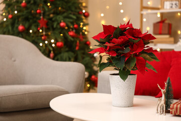 Christmas flower poinsettia on table in living room. Closeup