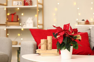 Christmas flower poinsettia with book and candles on table in living room. Closeup