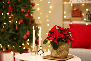 Christmas flower poinsettia and burning candles on table in living room. Closeup