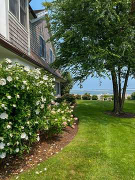 A charming yard with lush green grass, flowering bushes, and a shady tree, set beside a coastal home with ocean views in the distance.