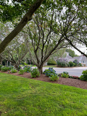 A serene garden view with lush green grass, a row of mature trees, and vibrant blue hydrangea bushes, set against a backdrop of charming homes and a quiet road.