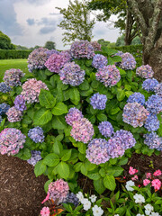 A vibrant hydrangea bush displays a mix of purple, pink, and blue blooms against a lush green backdrop, framed by trees and open lawn under a partly cloudy sky.