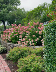 A lush garden featuring vibrant pink hydrangeas blooming along a stone wall, surrounded by trimmed greenery and trees, creating a serene outdoor scene with a touch of elegance.