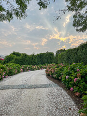 A radiant sunset illuminates a winding gravel path bordered by hydrangeas and hedges, framed by trees, creating a peaceful and picturesque garden scene.