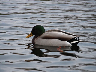 Obraz premium Male mallard (anas platyrhynchos) swimming the pond in the Rheinaue park in Bonn, Germany