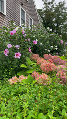 A vibrant garden filled with pink and white hibiscus blooms, faded hydrangeas, and lush green foliage grows alongside a weathered shingle-style house under a cloudy sky.