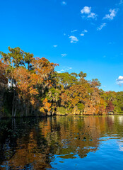 Fototapeta premium A serene lake reflects vibrant autumn foliage under a bright blue sky. Spanish moss drapes the trees, and the calm water is dotted with floating lily pads, creating a tranquil scene.