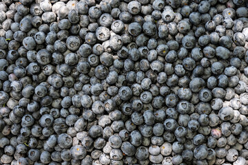 Bountiful harvest, ripe juicy Duke Variety blueberries as a delicious raw food background, natures nutritious berries filled with antioxidants and other goodness fresh picked
