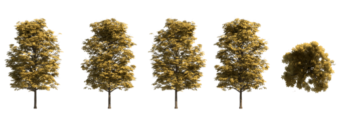 horse chestnut tree autumn isolated on transparant background. 3d illustration