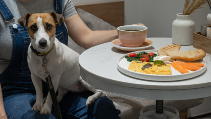 Jack Russell sits on the lap of a hostess in a cafe. Woman having breakfast in dog friendly cafe. 