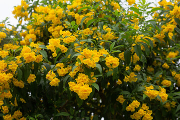 Obraz premium The golden flowers are blooming in many blooms on the trunk.