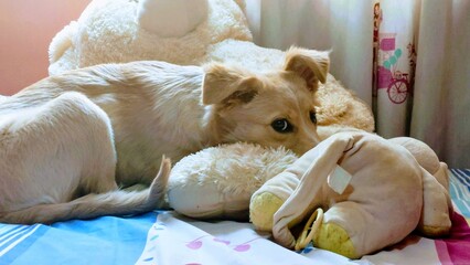 Obraz premium dog on a teddy bear