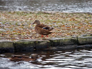 Female mallard (anas platyrhynchos) leaving the pond in the Rheinaue park in Bonn, Germany