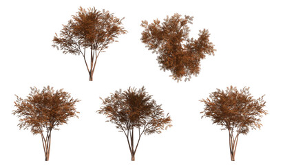 autumn Chinese Pistache tree isoalted on transparant background. 3d illustration