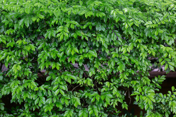 Many small green leaves have water drops stuck to them.