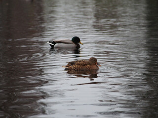 A pair of female and male mallards (anas platyrhynchos) swimming the pond in the Rheinaue park in Bonn, Germany