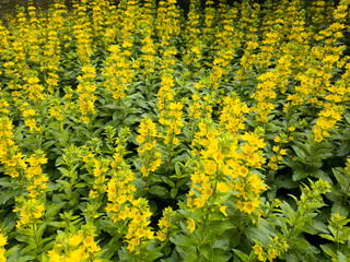 Vibrant Yellow Blossoms in a Dense Field of Lush Greenery Creating a Stunning Floral Display on a Bright Day