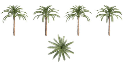 Fototapeta premium date palm isolated on transparant background. 3d illustration