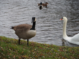 Canadian goose (branta canadensis) standing next the pond in the Rheinaue park in Bonn, Germany