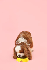 Cute cavalier King Charles spaniel eating dry food from bowl on pink background
