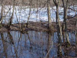 landscape in the forest