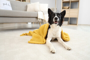 Cute Border Collie dog with plaid lying on floor at home