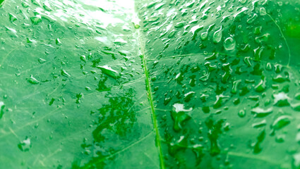 A water guava leaf that has raindrops all over its surface, with sunlight on the top of the leaf.