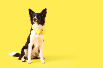 Cute Border Collie dog with headphones on yellow background