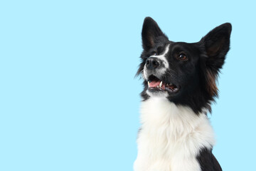 Cute Border Collie dog on blue background, closeup