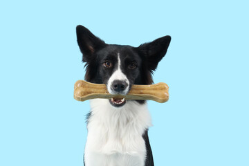 Cute Border Collie dog with snack on blue background, closeup