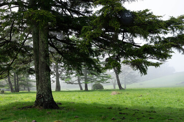 県立八ヶ岳牧場の霧に覆われた風景