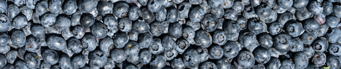 Bountiful harvest, ripe juicy Duke Variety blueberries as a delicious raw food background, natures nutritious berries filled with antioxidants and other goodness fresh picked
