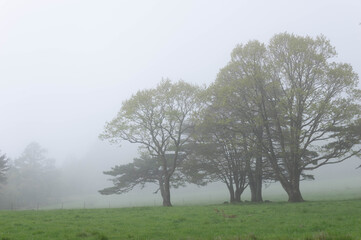 県立八ヶ岳牧場の霧に覆われた風景
