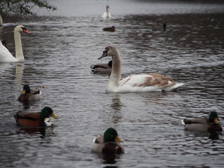 Fototapeta premium Mute swans (Cygnus olor) and mallards (anas platyrhynchos) swimming on the pond in the Rheinaue park in Bonn, Germany
