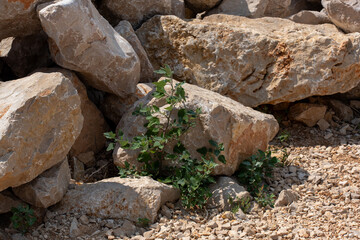 Green plant growing between large rugged stones on sunny day with natural light and shadows. Concept of resilience, growth, and harmony with nature.