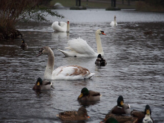 Mute swans (Cygnus olor) and mallards (anas platyrhynchos) swimming on the pond in the Rheinaue...