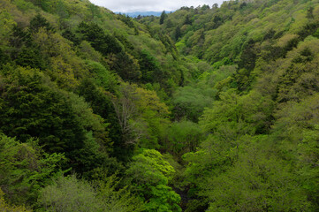 東沢大橋から眺める新緑が鮮やかな川俣川渓谷(下流側)